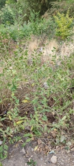 Lycium barbarum