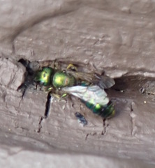 Hoplitis fulgida