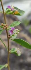Lycium barbarum