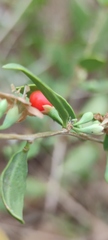 Lycium barbarum
