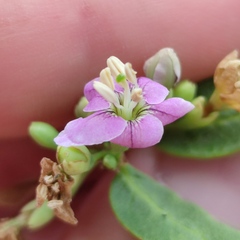 Lycium barbarum
