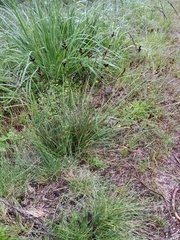 Juncus squarrosus