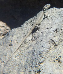 Liolaemus lonquimayensis