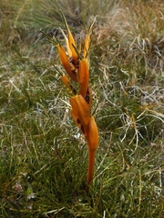 Aciphylla pinnatifida