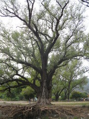 Populus mexicana