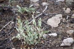 Penstemon pachyphyllus congestus
