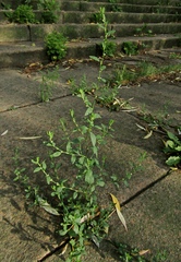 Polygonum aviculare aviculare