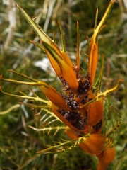 Aciphylla pinnatifida