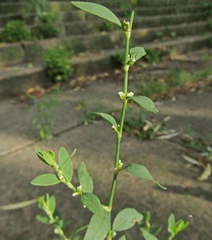 Polygonum aviculare aviculare