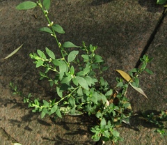 Polygonum aviculare aviculare