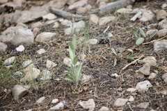 Penstemon pachyphyllus congestus