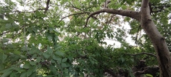 Celtis occidentalis