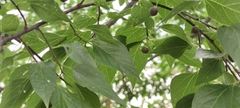 Celtis occidentalis