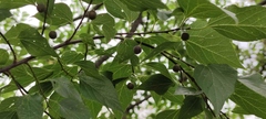 Celtis occidentalis