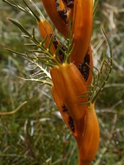 Aciphylla pinnatifida