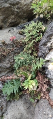 Asplenium ruta-muraria