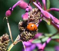 Coccinella transversoguttata