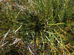 Aciphylla pinnatifida