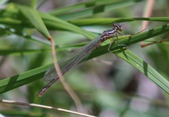 Coenagrion hastulatum