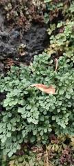 Asplenium ruta-muraria