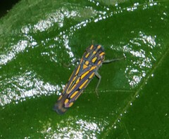 Apogonalia stalii