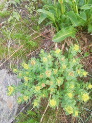 Rhodiola rosea