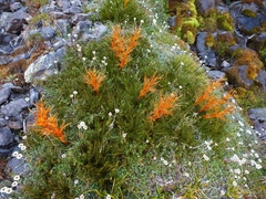 Aciphylla pinnatifida