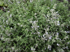 Nepeta nepetella