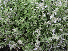 Nepeta nepetella