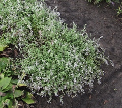 Nepeta nepetella