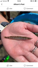 Sphyraena borealis