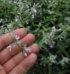 Nepeta nepetella