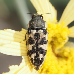 Acmaeodera bowditchi