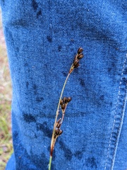 Juncus squarrosus