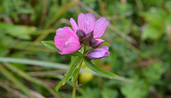Sidalcea hendersonii