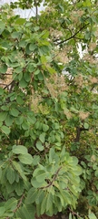 Cotinus coggygria