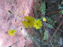 Ixeridium laevigatum