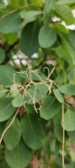 Cotinus coggygria
