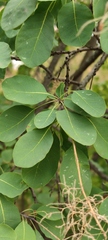 Cotinus coggygria