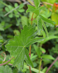 Sidalcea hendersonii