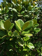 Eugenia sessiliflora