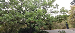 Quercus pubescens