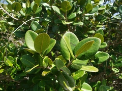 Eugenia sessiliflora