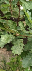 Quercus pubescens