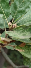 Quercus pubescens