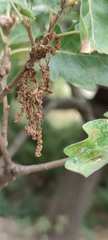 Quercus pubescens