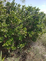 Eugenia sessiliflora