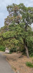 Acer campestre