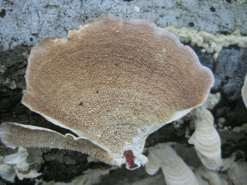 Trichaptum image