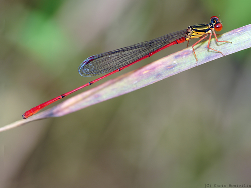 Megalagrion calliphya, 2022-08-04